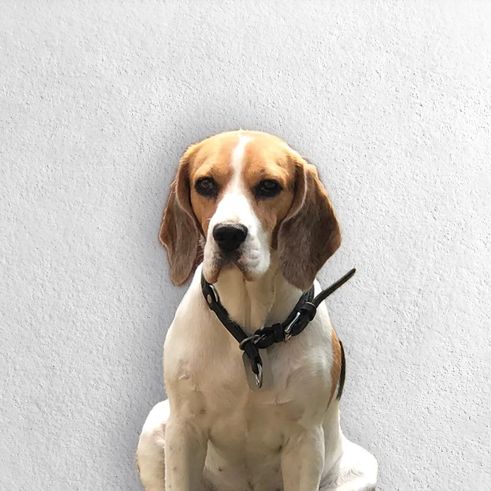 Kleo